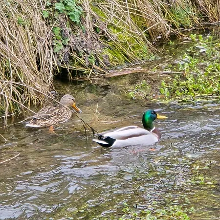 Luxusny Karolina * Telgárt