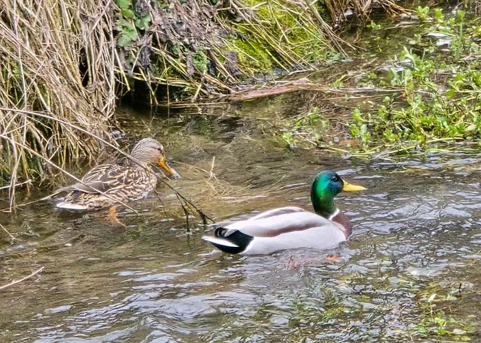 Luxusny Karolina * Telgárt